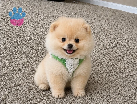 Özel Teddy Face Pomeranian Boo Yavrusu | Ruhsatlı Üretim Güvencesi