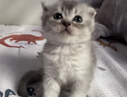 Mavi gözlü Scottish fold - 6137