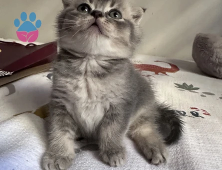 Mavi gözlü Scottish fold