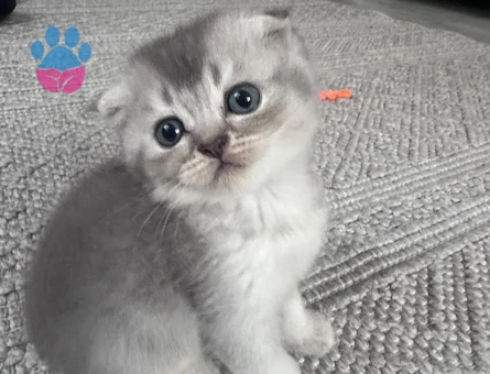 Mavi gözlü Scottish fold
