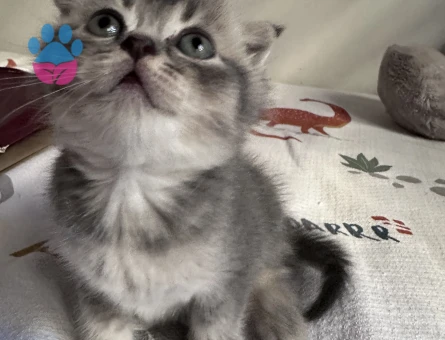 Mavi gözlü Scottish fold