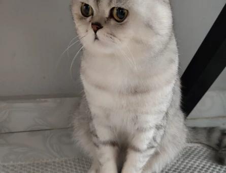 British Shorthair 1 Yaşında - 6138