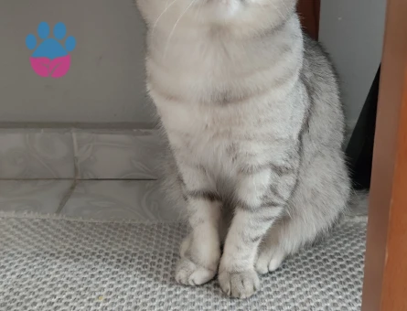 British Shorthair 1 Yaşında