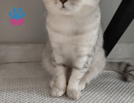 British Shorthair 1 Yaşında