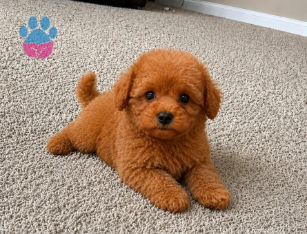 Toy Poodle Red Yavrusu | Ruhsatlı Üretim ve Sağlık Garantili