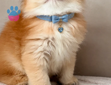 Harika Ötesi British Longhair Golden Parlayan Yıldız
