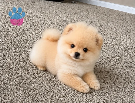Safkan Pomeranian Boo Yavrusu | Oyuncu Karakteri ve Teddy Bear Görünümüyle Yeni Ailesini Bekliyor