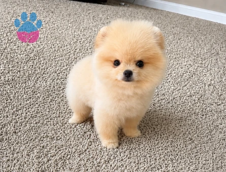 Safkan Pomeranian Boo Yavrusu | Oyuncu Karakteri ve Teddy Bear Görünümüyle Yeni Ailesini Bekliyor - 6140