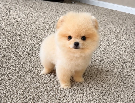 Safkan Pomeranian Boo Yavrusu | Oyuncu Karakteri ve Teddy Bear Görünümüyle Yeni Ailesini Bekliyor - 6140