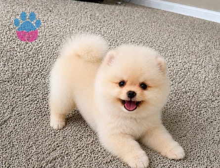 Safkan Pomeranian Boo Yavrusu | Teddy Face Görünümüyle Yeni Ailesini Bekliyor - 6142