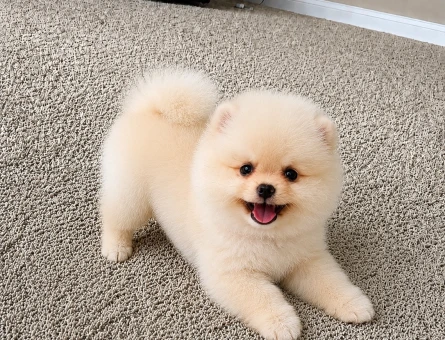 Safkan Pomeranian Boo Yavrusu | Teddy Face Görünümüyle Yeni Ailesini Bekliyor - 6142