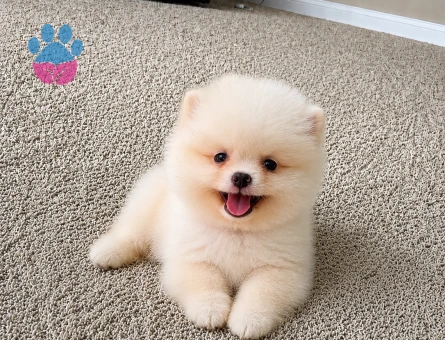 Safkan Pomeranian Boo Yavrusu | Teddy Face Görünümüyle Yeni Ailesini Bekliyor