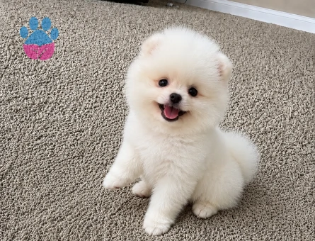 Safkan Pomeranian Boo Yavrusu | Teddy Bear Surat Yapısı | Sağlık Garantili - 6143