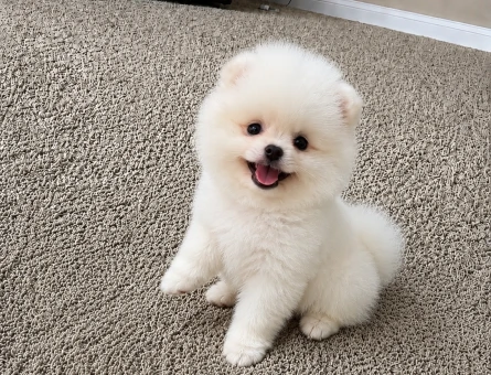 Safkan Pomeranian Boo Yavrusu | Teddy Bear Surat Yapısı | Sağlık Garantili - 6143