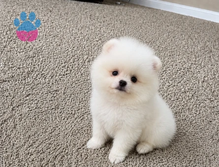 Safkan Pomeranian Boo Yavrusu | Teddy Bear Surat Yapısı | Sağlık Garantili