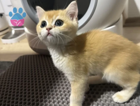 2 Aylık British Shorthair Aşılı