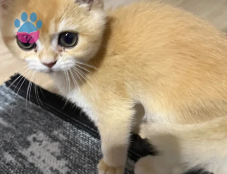 2 Aylık British Shorthair Aşılı