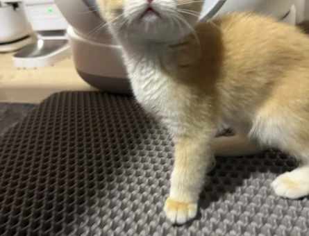 2 Aylık British Shorthair Aşılı - 6145