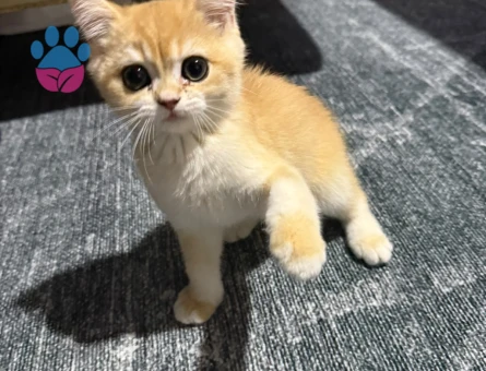 2 Aylık British Shorthair Aşılı