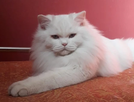 Çapkın yeni sahibini bekliyor. (British Longhair. Mavi gözlü.)