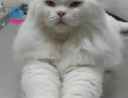 Çapkın yeni sahibini bekliyor. (British Longhair. Mavi gözlü.)