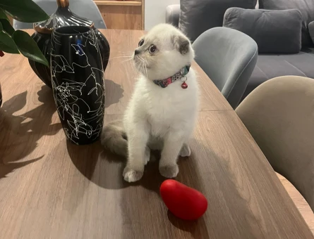 Scotısh foold dişi yavrumuz