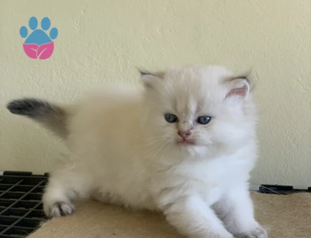 Safkan British Longhair