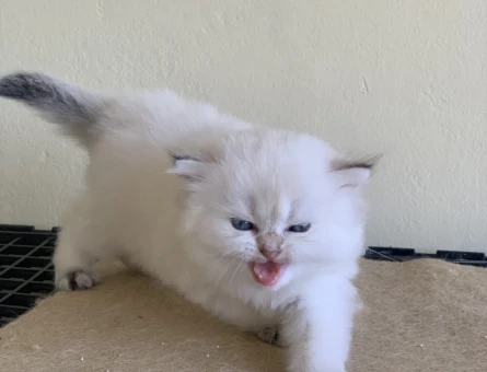 Safkan British Longhair