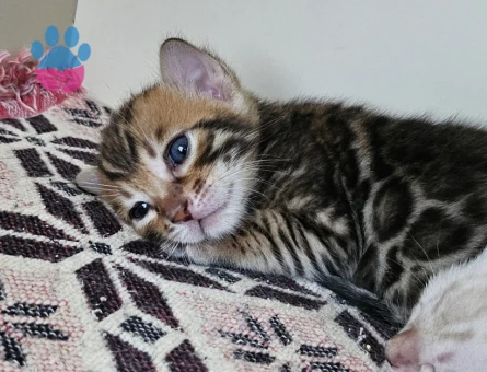 Full secereli bengal yavrular