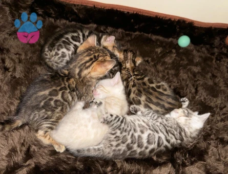 Full secereli bengal yavrular