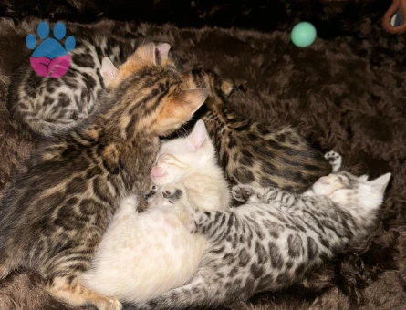 Full secereli bengal yavrular