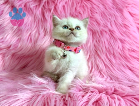 British Shorthair Bluepoint Dişi 2 Aylık