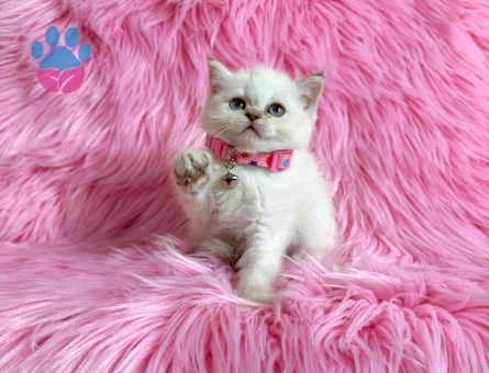British Shorthair Bluepoint Dişi 2 Aylık