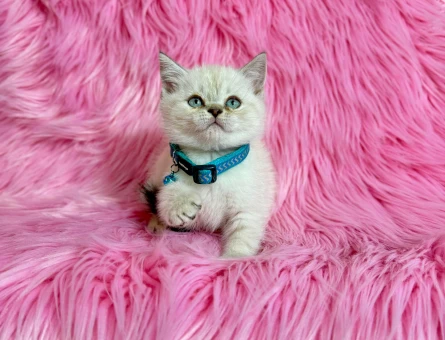 British Shorthair Bluepoint 2 Aylık Erkek Yavrumuz