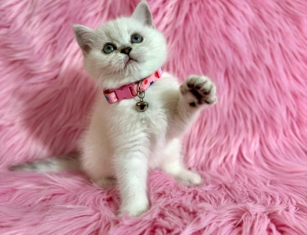 British Shorthair 2 Aylık Bluepoint Dişi Yavrumuz