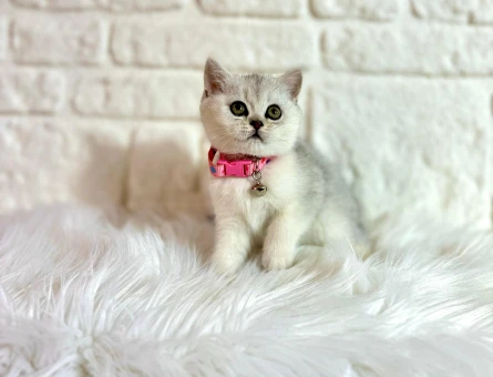 British Shorthair Silver Dişi 2 Aylık