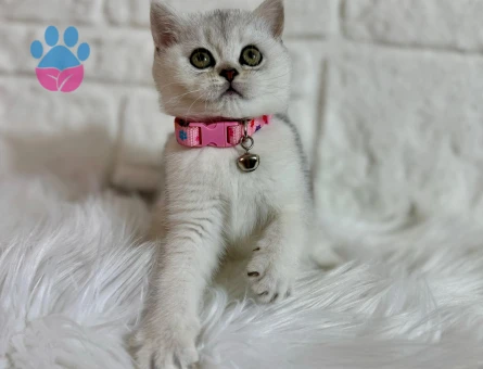 British Shorthair Silver Dişi 2 Aylık
