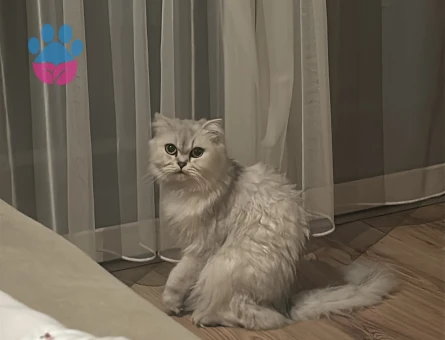 Çinçilla dişi kedi 2 yaşında