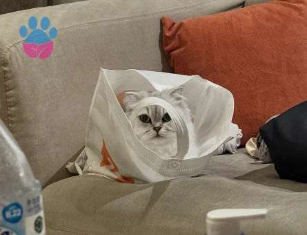 Çinçilla dişi kedi 2 yaşında