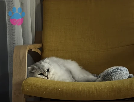 Çinçilla dişi kedi 2 yaşında