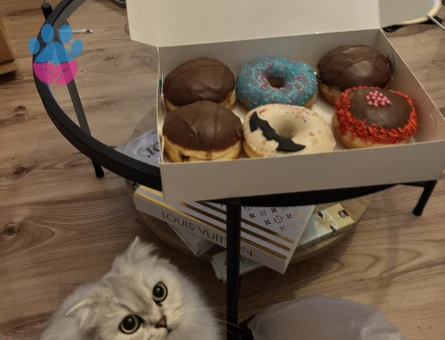 Çinçilla dişi kedi 2 yaşında