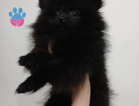 Pomeranian Boo Çiço 3 Aylık