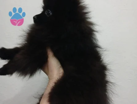 Pomeranian Boo Çiço 3 Aylık