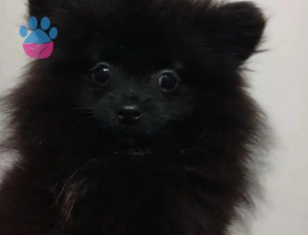 Pomeranian Boo Çiço 3 Aylık