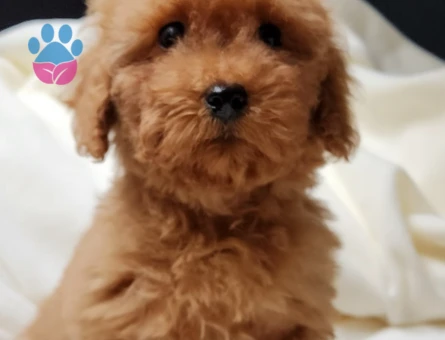 Sevimli toy poodle dişi