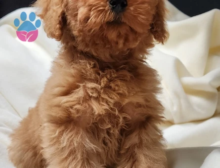 Sevimli toy poodle dişi