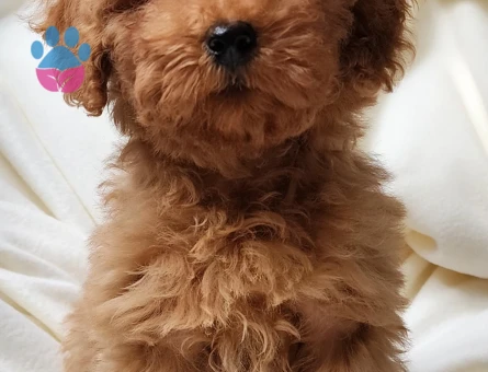 Sevimli toy poodle dişi