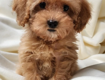 Kilo garantili teacup dişi poodle