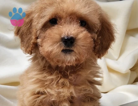 Kilo garantili teacup dişi poodle