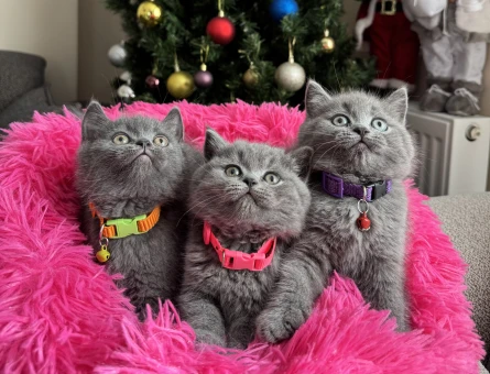 Safkan British Shorthair Yavru